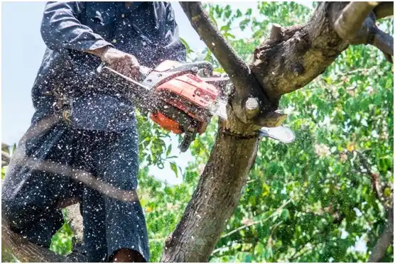 tree services Wilson